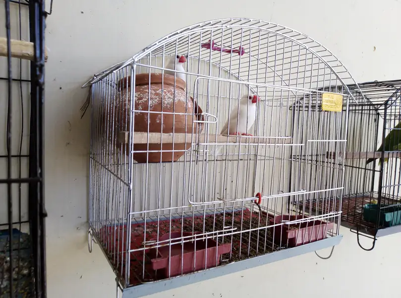 White java breeder pair for sale with cage and doli 03175389355 — photo 5