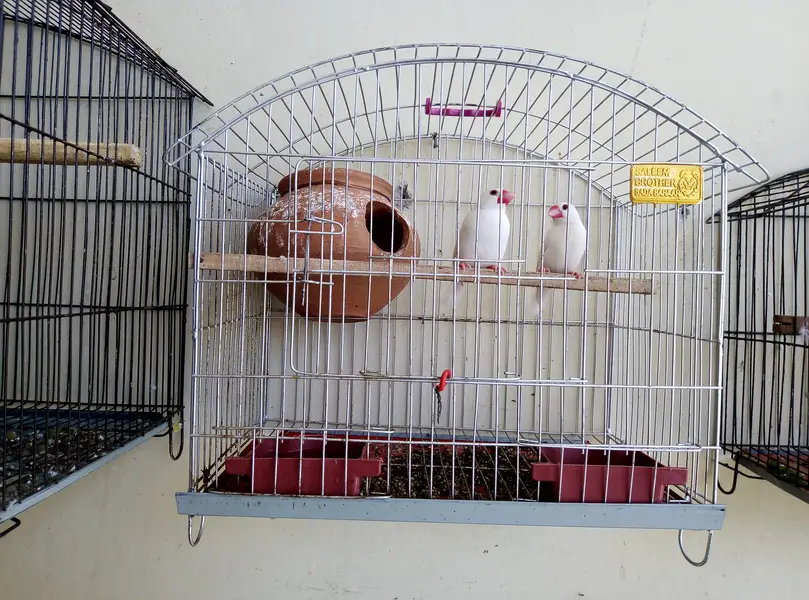 White java breeder pair for sale with cage and doli 03175389355 — photo 6