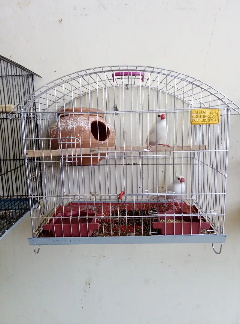 White java breeder pair for sale with cage and doli 03175389355 — photo 7