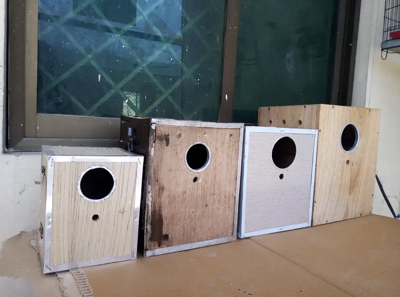 White java breeder pair for sale with cage and doli 03175389355 — photo 9