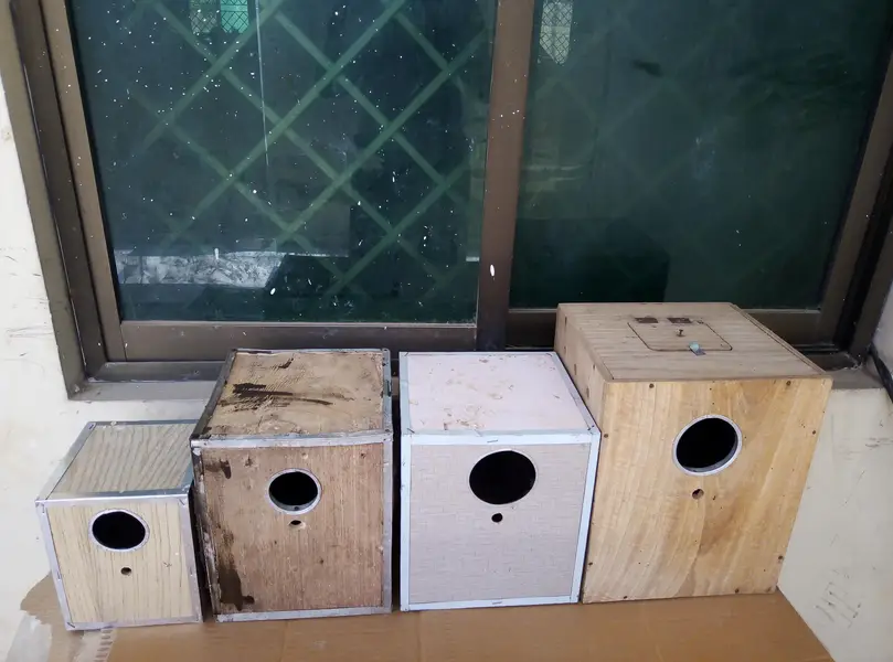 White java breeder pair for sale with cage and doli 03175389355 — photo 11