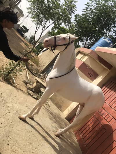 Chandi nukra stallion
