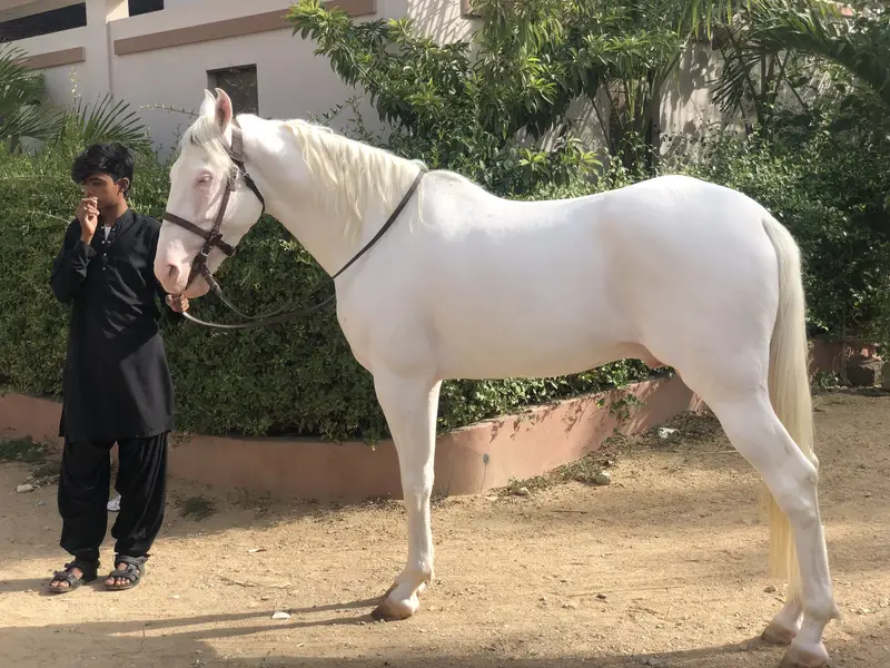 Chandi nukra stallion — photo 2