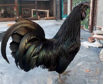 “Original Black Ayam Cemani Male | Black Tongue | Pure Breed”