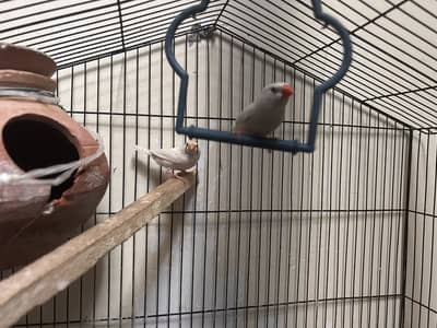 FINCH PAIR