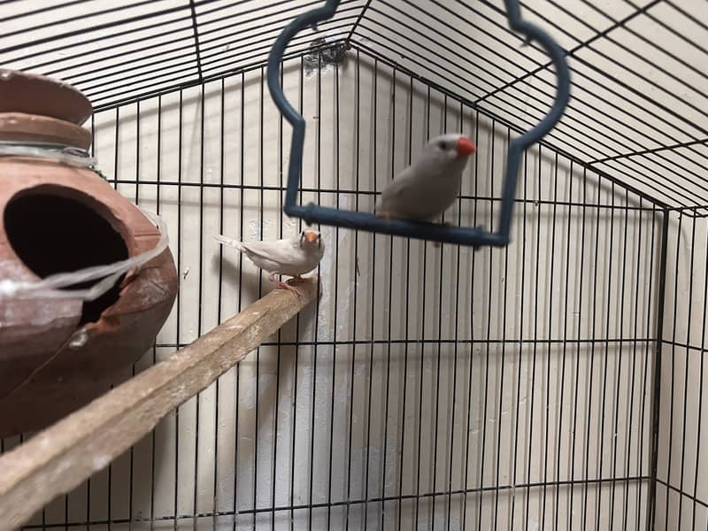 FINCH PAIR 0