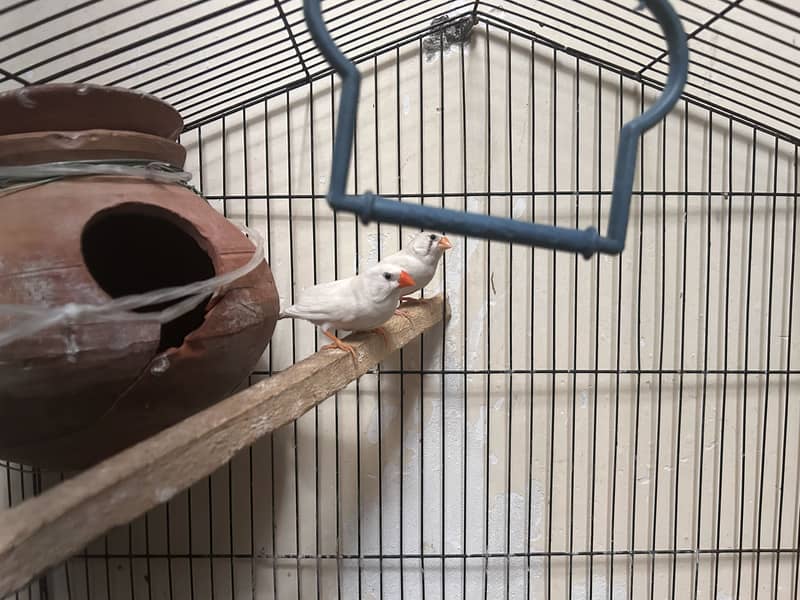 FINCH PAIR 2