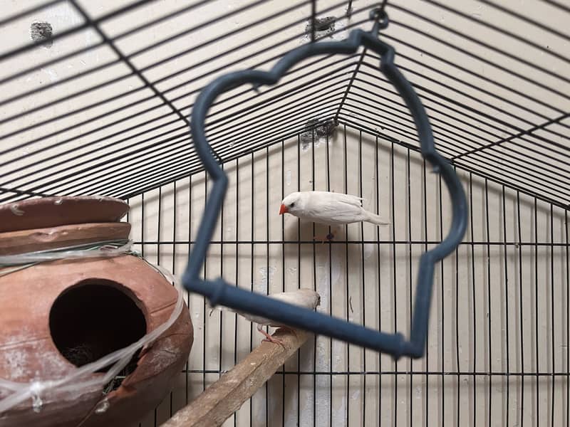 FINCH PAIR 3