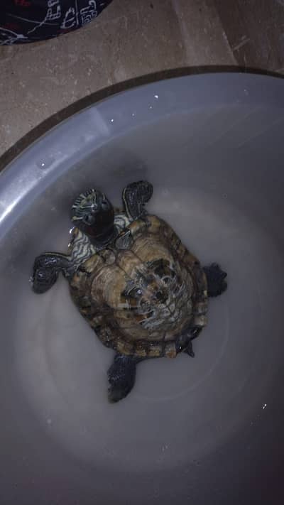 Turtle Red Ear Slider