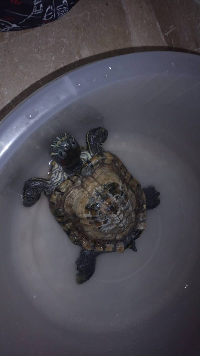 Turtle Red Ear Slider 0