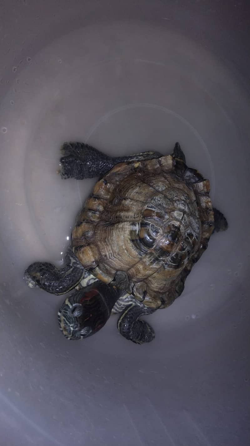 Turtle Red Ear Slider 1