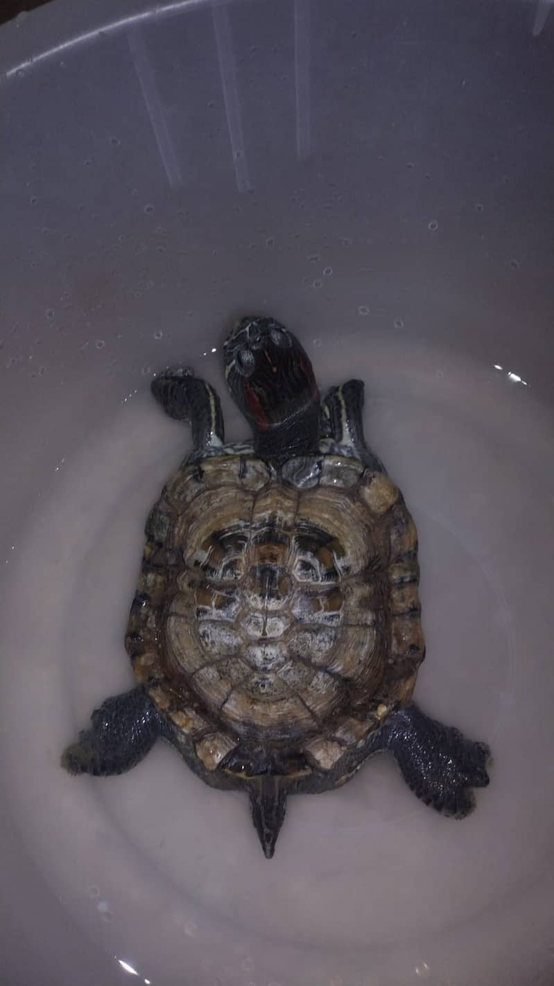 Turtle Red Ear Slider 2