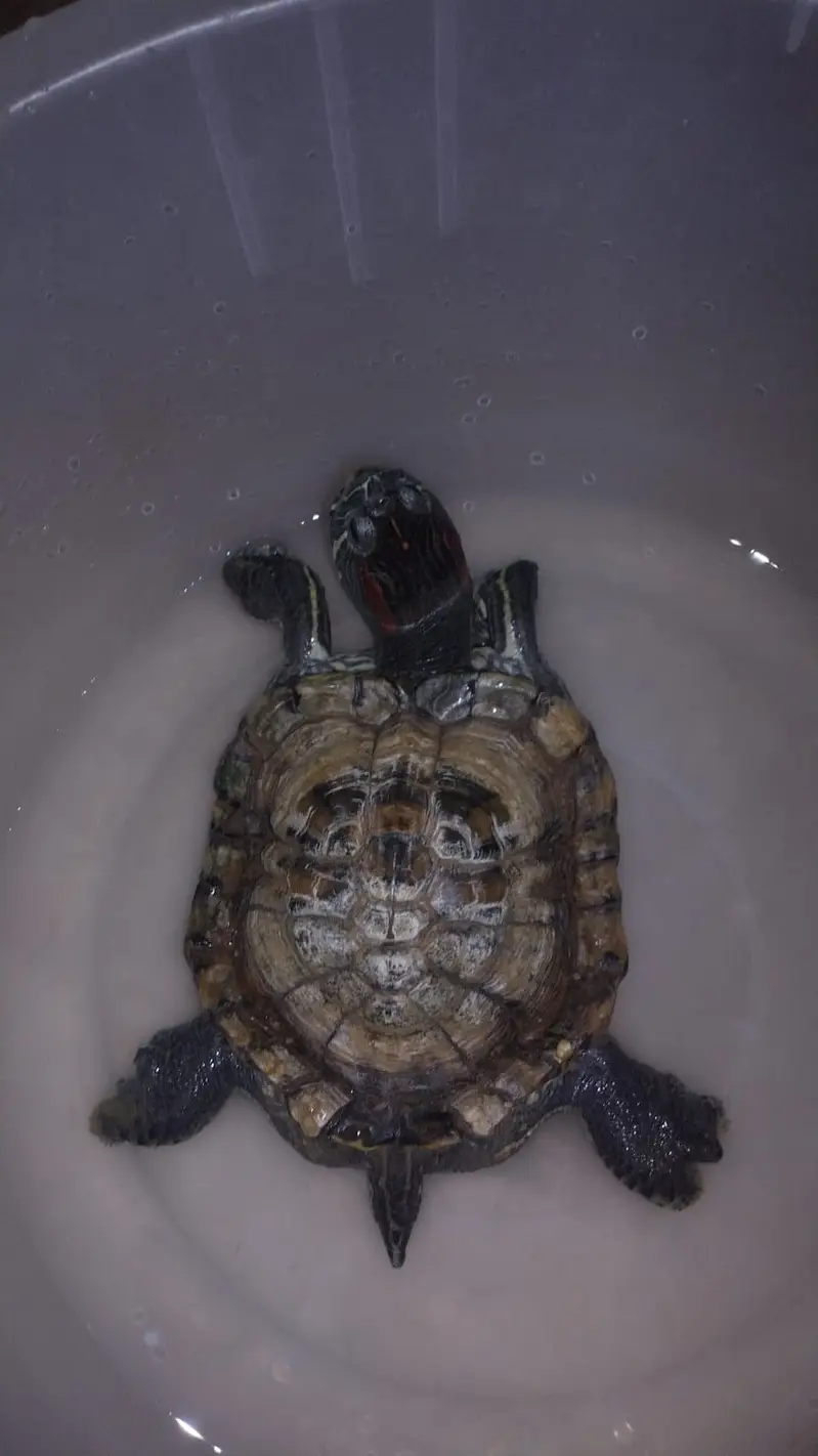 Turtle Red Ear Slider — photo 3