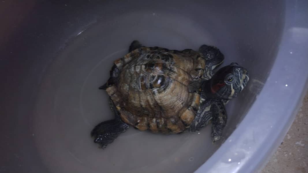 Turtle Red Ear Slider 3
