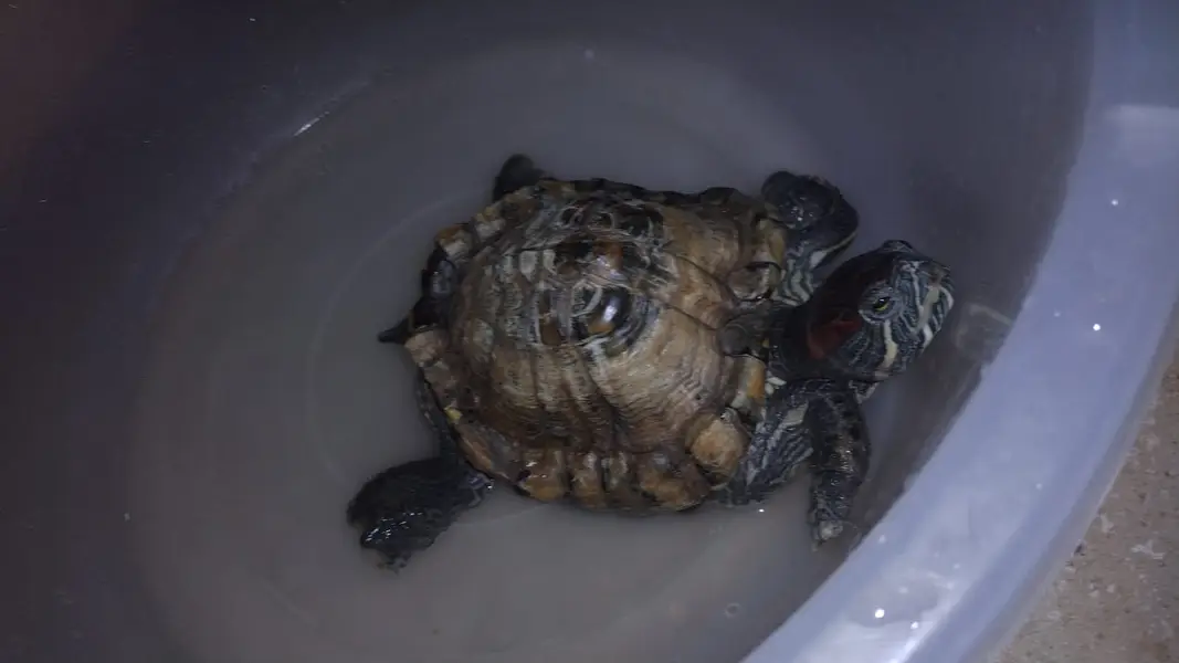 Turtle Red Ear Slider — photo 4