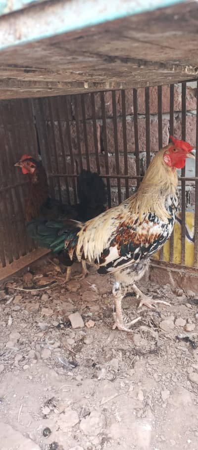 All birds 3500 sale only offer today (03021056462)