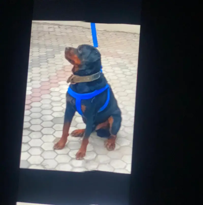 urgent sale — photo 3