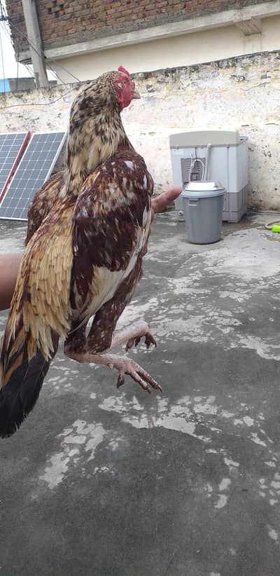 Aseel bird exchange possible 03175087917