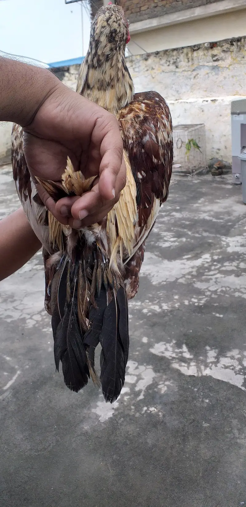 Aseel bird exchange possible 03175087917 — photo 3