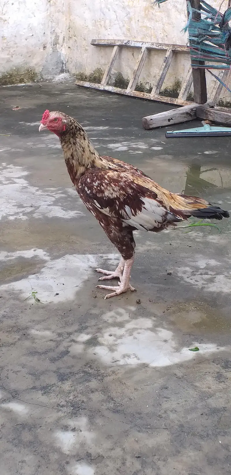 Aseel bird exchange possible 03175087917 — photo 4