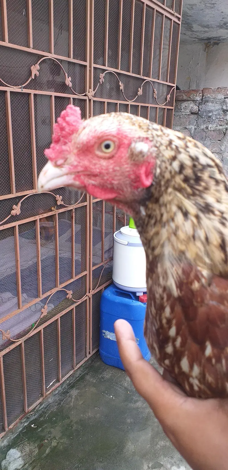 Aseel bird exchange possible 03175087917 — photo 5