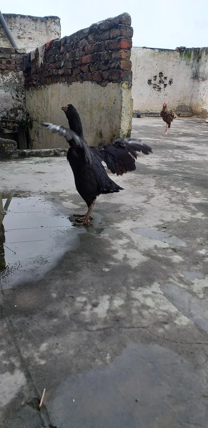 Aseel bird exchange possible 03175087917 — photo 6
