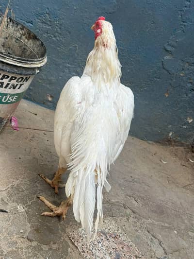 urgent for sale