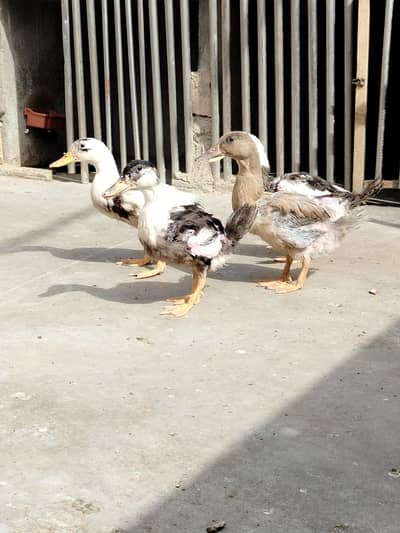 2 pair Ducks For sell