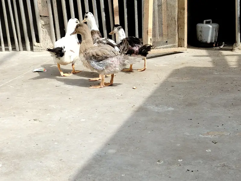 2 pair Ducks For sell — photo 3