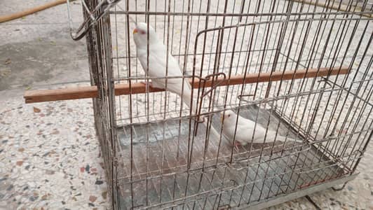 budgies 6 breeder pairs