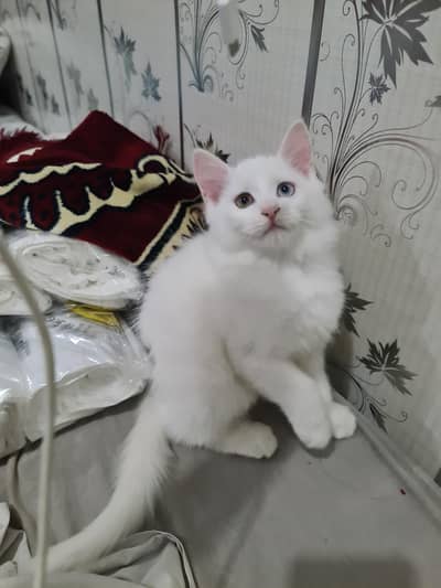 cute kittens for sale