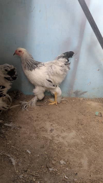 light Columbian Brahma 8.5k per piece