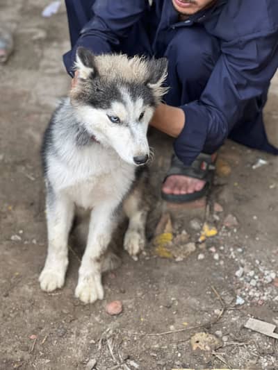 Husky female  ful wolly coat heavy bone structure very play full