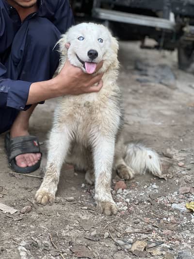 Husky heavy  bone structure blue eyes very play full