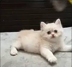Persian kitten /punch face /triple coat /female male  cat