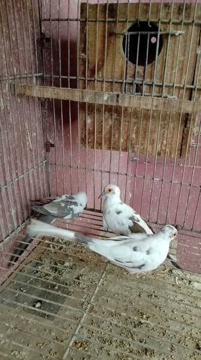 diamon pite dove