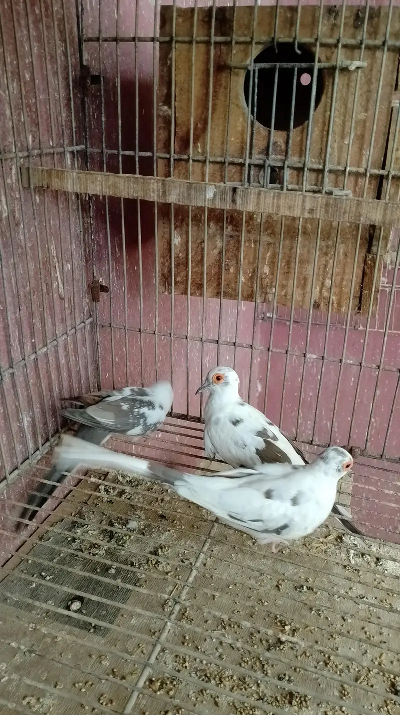 diamon pite dove