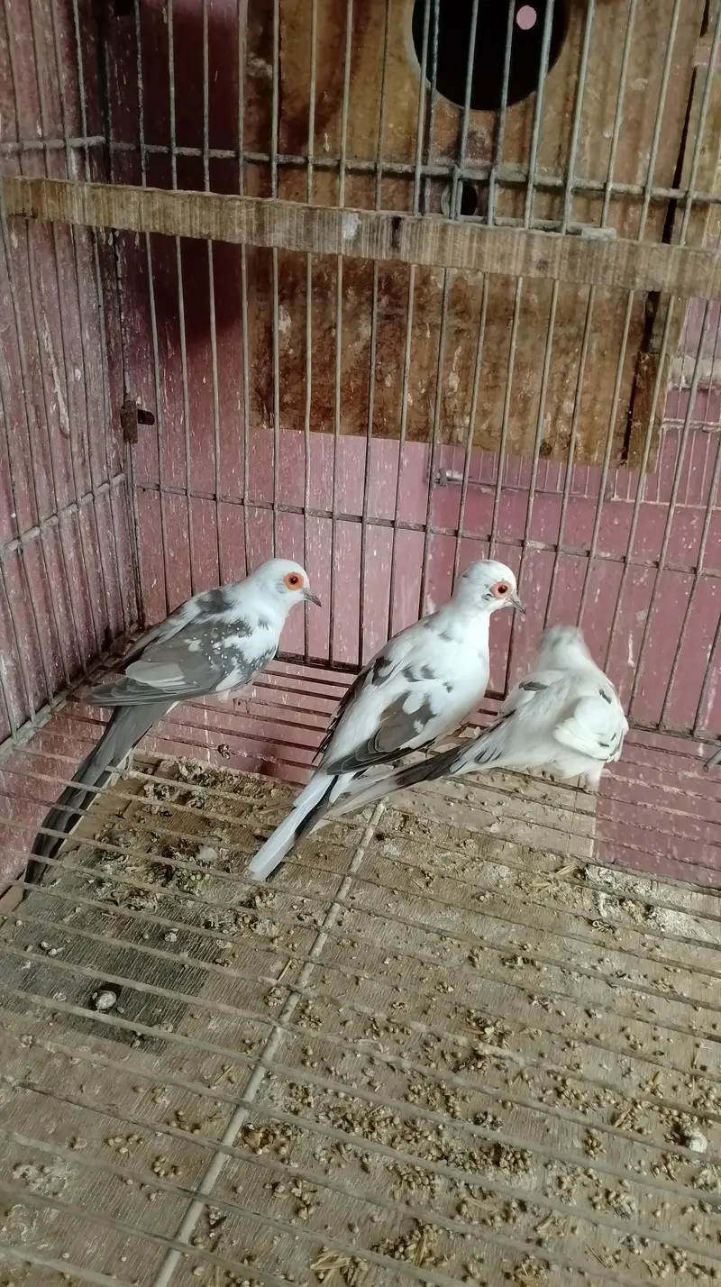 diamon pite dove — photo 2