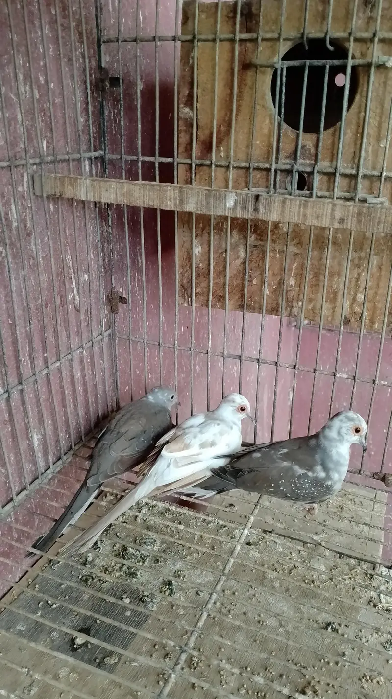diamon pite dove — photo 3