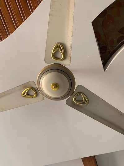 Royal fan
