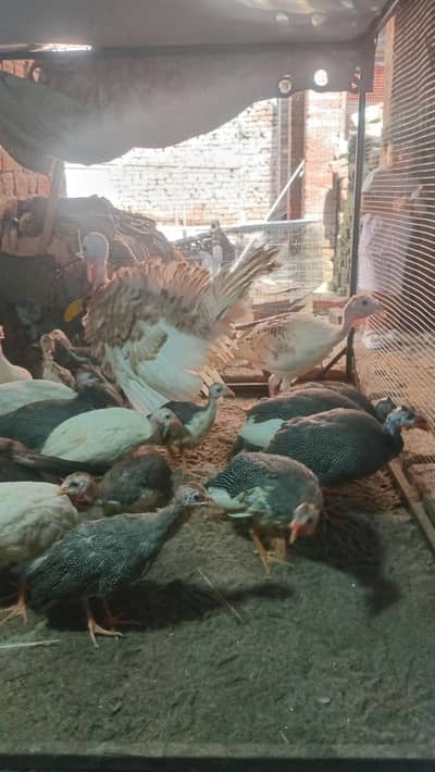 turkey genia fowl pecock for sale