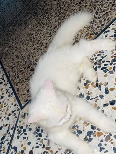 Percian cat