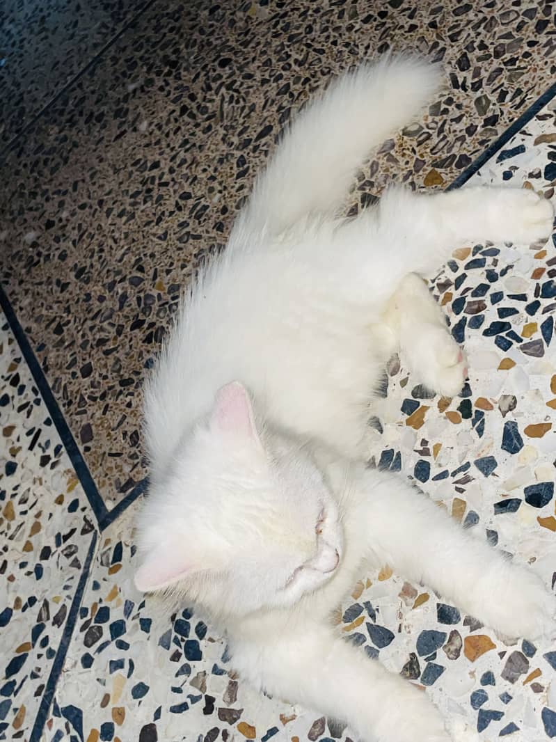 Percian cat 0