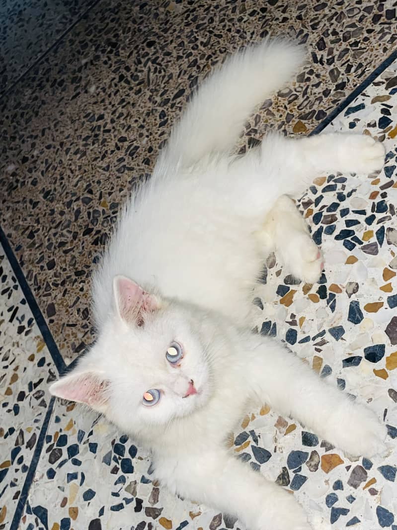 Percian cat 1