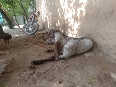 for sale makhichina breeder age 7: 8 month