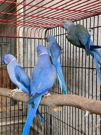 2 voilet pair & 2 Cobalt pairs