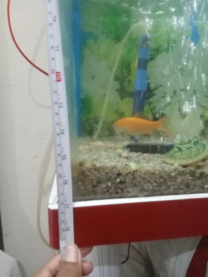 fish aquarium — photo 4