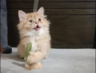 persian kitten /brown  female /triple coat/ kitten