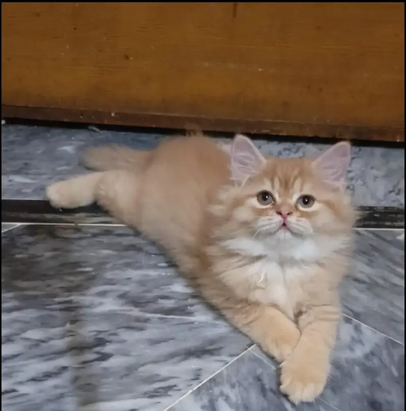 persian kitten /brown  female /triple coat/ kitten — photo 4