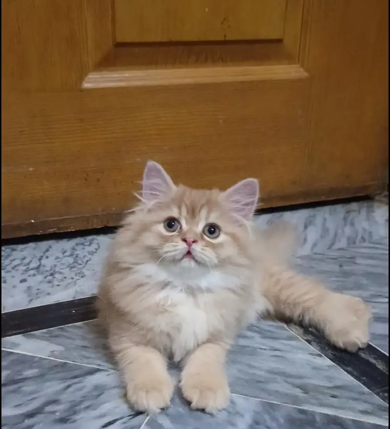 persian kitten /brown  female /triple coat/ kitten — photo 5